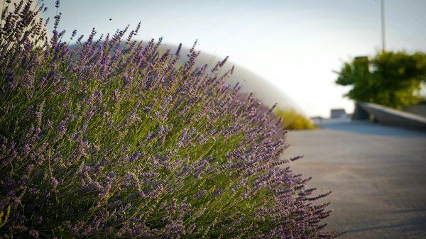 Welke subsidies zijn er voor het verduurzamen van je woning?